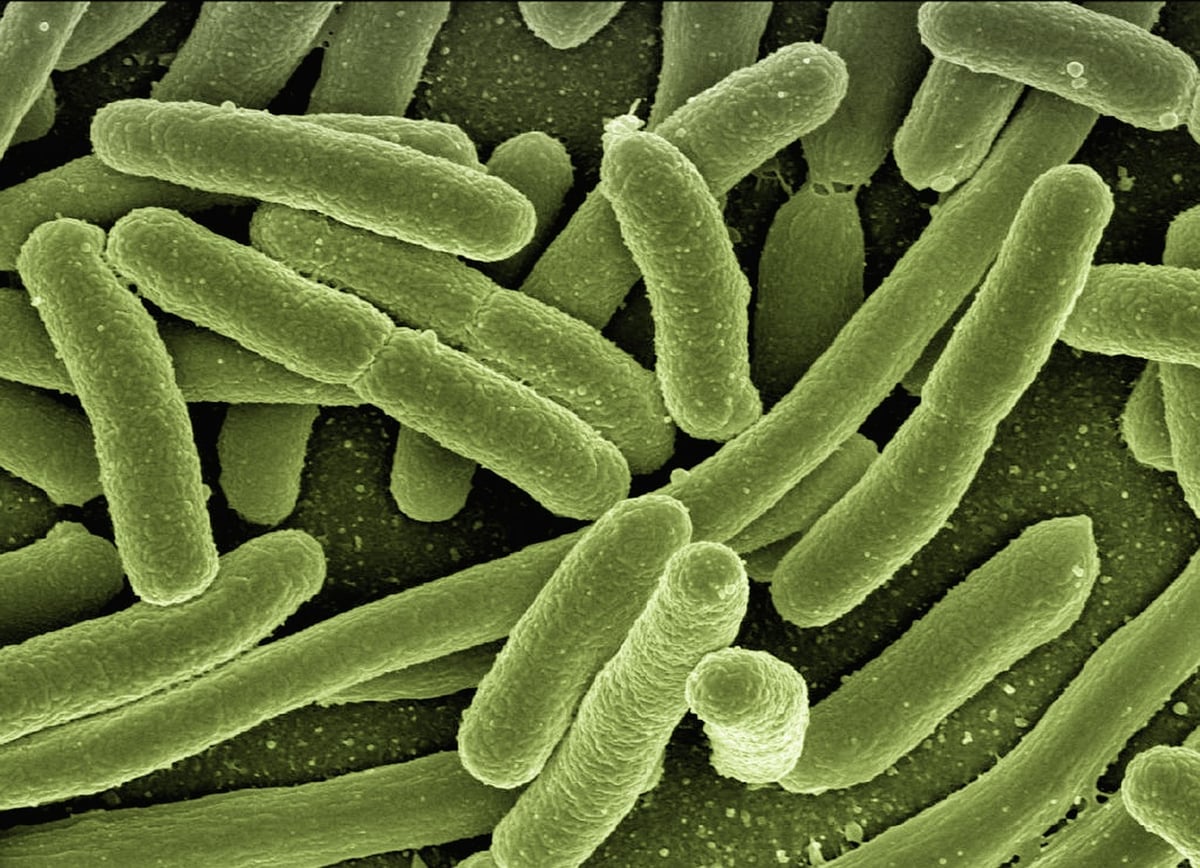 Welche Lebensmittel stärken unser Immunsystem?