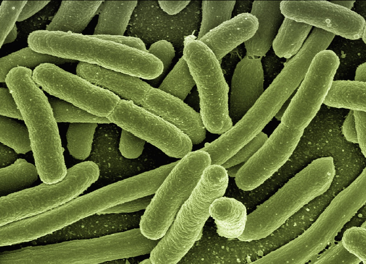 Welche Lebensmittel stärken unser Immunsystem?
