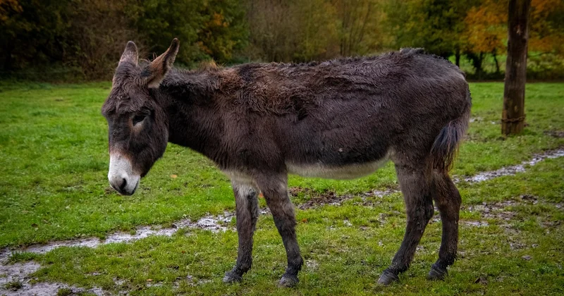 Sind Gelnägel während der Schwangerschaft sicher?